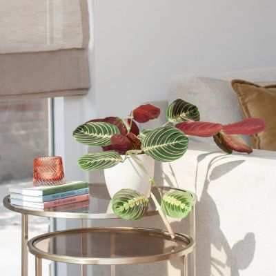 Maranta-Leuconeura-Fascinator-Tricolor-Gebedsplant-P12-S-1-1024