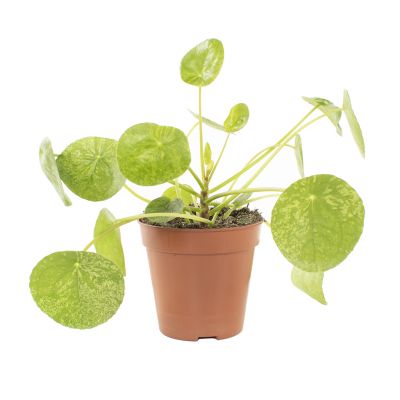 Syngonium Red Spot blad