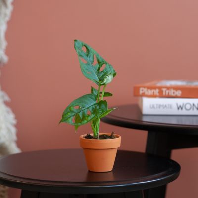 Mini-Monstera-Adansonii-1