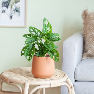 Monstera-Adansonii-p12-Lifestyle