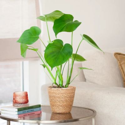 Monstera-Deliciosa-P12-S-0-1024