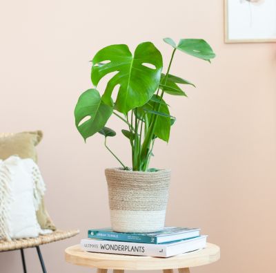 Monstera-Deliciosa-P17-1024-1