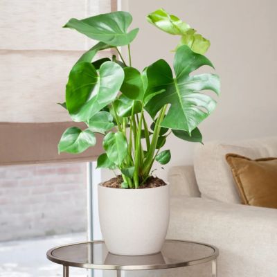 Monstera-DeliciosaP21-L1-1024