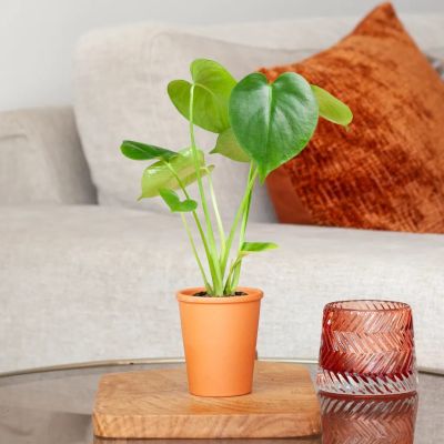 Monstera-DeliciosaP6-S-1024-2