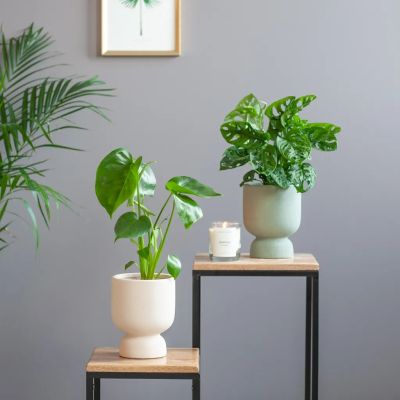 Monstera-Duo-P12-1024
