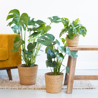 Monstera-Mix-Box-Lifestyle