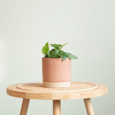 Monstera Siltepecana
