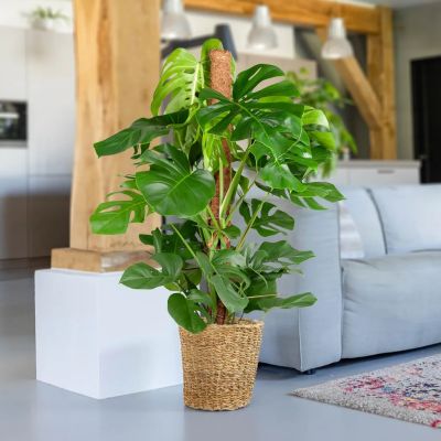 Monstera op mosstok kopen