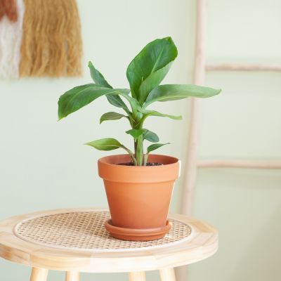 Monstera Siltepecana