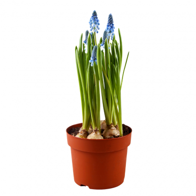 Muscari