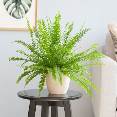Nephrolepis-Green-Lady-p12-Lifestyle
