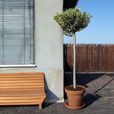 Olea-Europaea-Olijfboom-P24-160cm-25158-4