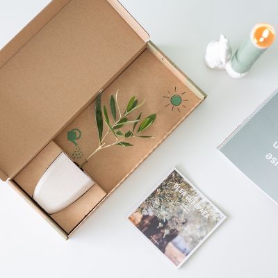 Olive-tree-olijf-boom-olea-europaea-Brievenbus-bomen-boompjes-duurzaam-sustainable-groen-cadeau-gift-letterbox-trees-unique-gift-bloompost800-4
