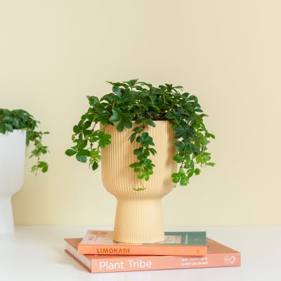 Solanum Evolvulifolium - P10