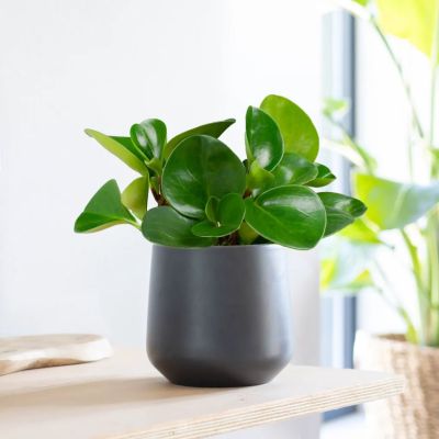 Peperomia-Obtusifolia-P12-1-sfeer-1024