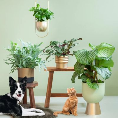 Pet-friendly-box-A-with-pets-1024