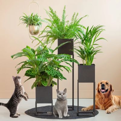 Pet-friendly-box-B-with-pets-1024