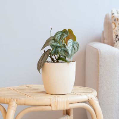 Philodendron Brandtianum