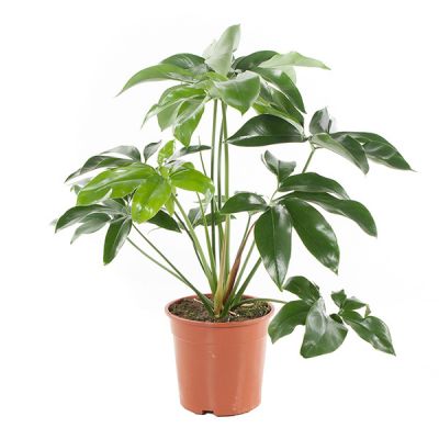 Solanum Evolvulifolium - P10