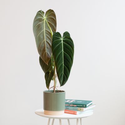 Philodendron Melanochrysum