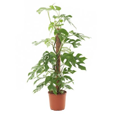 Philodendron Plowmanii