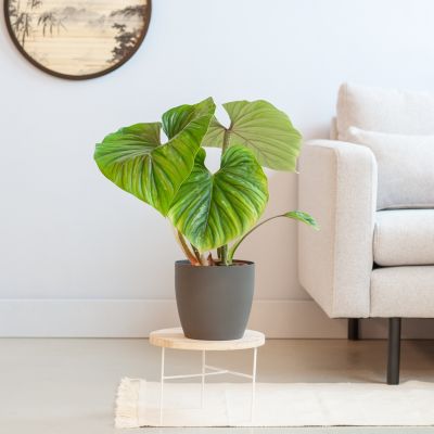 Philodendron-Plowmanii-1024