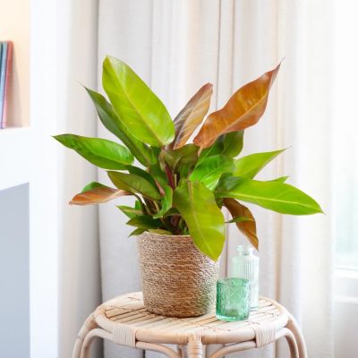 Philodendron-Princess-of-Orange-P17-1024-1