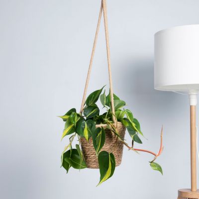 Philodendron-Scandens-Brasil-5