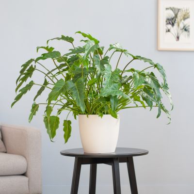 Philodendron-Xanadu-p21-Lifestyle