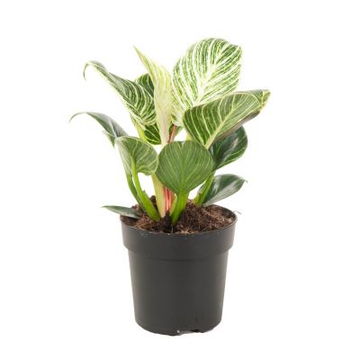 Philodendron Birkin