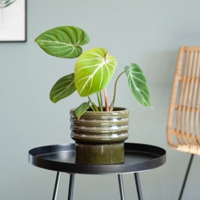 Philodendron-pastazanum-p17-1-official
