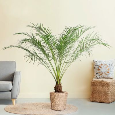 Anthurium Silver Blush