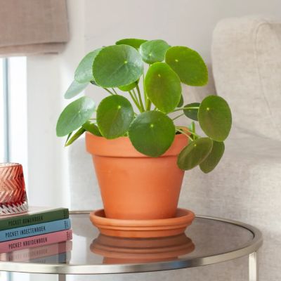 Pilea-Peperomioides-Pannenkoekplant-S-p12-1024