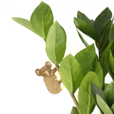 Plant Animal - Koala