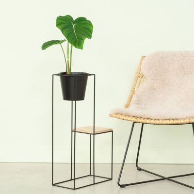 Philodendron Pastazanum