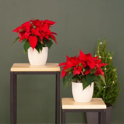 Poinsettia