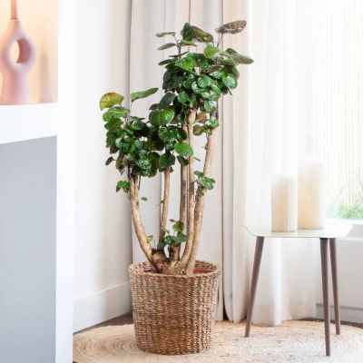 Anthurium Silver Blush