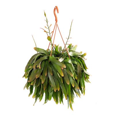 Rhipsalis ramulosa