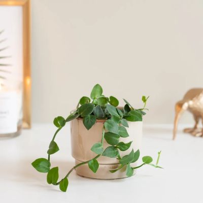 Monstera Siltepecana