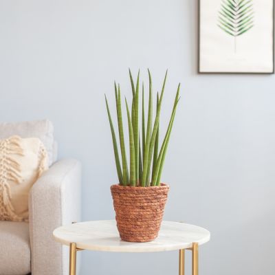 Sansevieria-Cylindrica-Straight-p12-Lifestyle