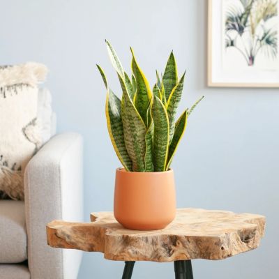 Sansevieria-Laurentii-p12-Lifestyle-1024-1