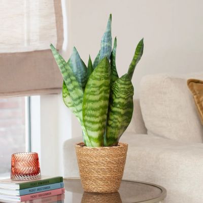 Sansevieria-Zeylanica-Vrouwentong-p12-S-1024