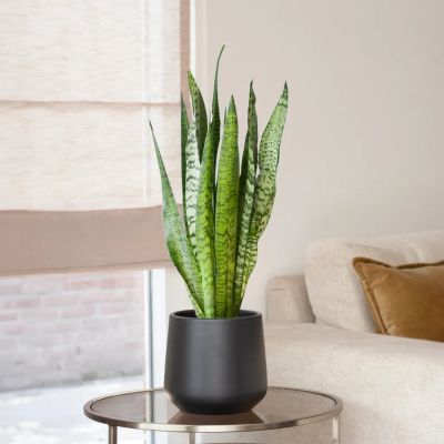 Sansevieria-Zeylanica-Vrouwentong-p17-M-kleiner1024