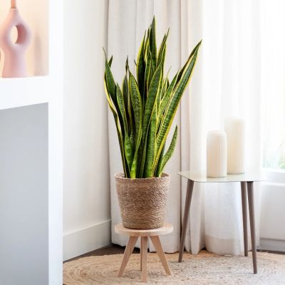 Sansevieria-trifasciata-Laurentii-P27-1