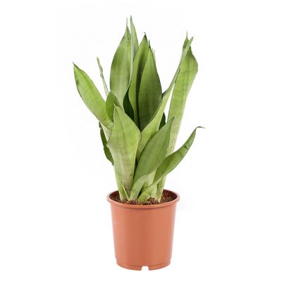 Sansevieria moonshine