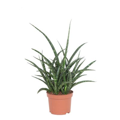 Sansevieria Fernwood