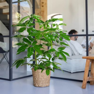 Schefflera-Amate-p24-1-1024