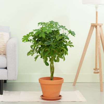 Schefflera-Nora-p21-Lifestyle