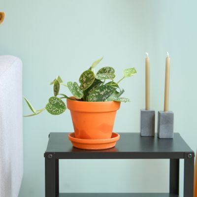 Syngonium Pink Splash
