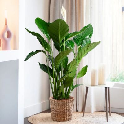 Anthurium Silver Blush